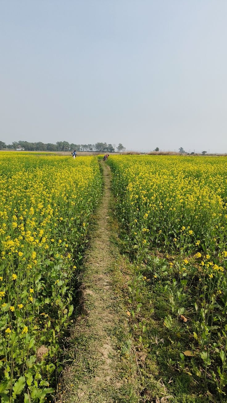 Haryana